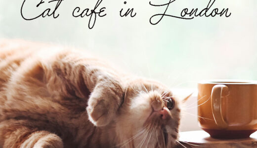 ロンドンの猫カフェに行ってみた イギリスの犬猫ペット事情もご紹介!